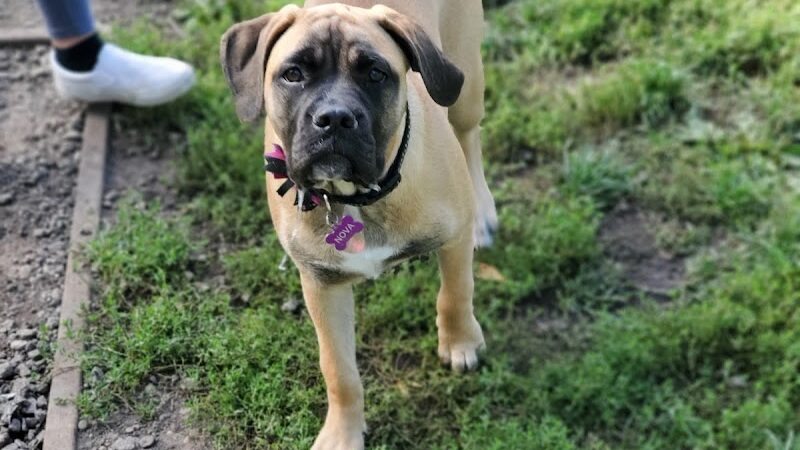 City of Hutchinson Dog Park - Hutchinson, MN