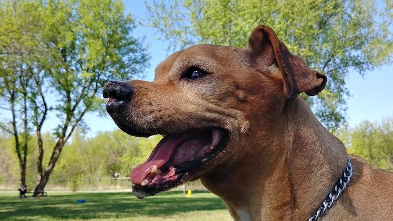 City of Hutchinson Dog Park - Hutchinson, MN