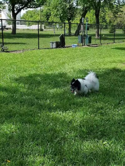 City of Hutchinson Dog Park - Hutchinson, MN