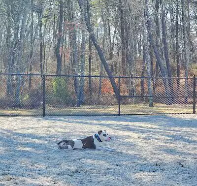 Barnstable Dog Park - Hyannis, MA