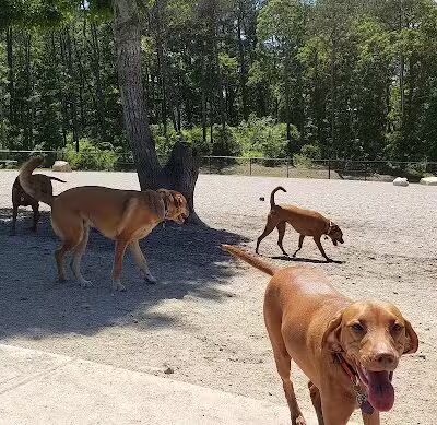 Barnstable Dog Park - Hyannis, MA