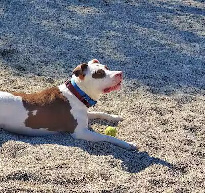 Barnstable Dog Park - Hyannis, MA
