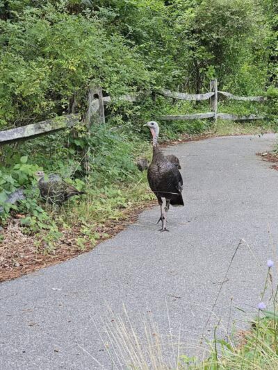 Barnstable Dog Park - Hyannis, MA