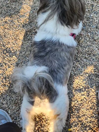 Barnstable Dog Park - Hyannis, MA