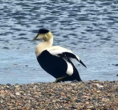 Hyannis Harbor Park - Hyannis, MA