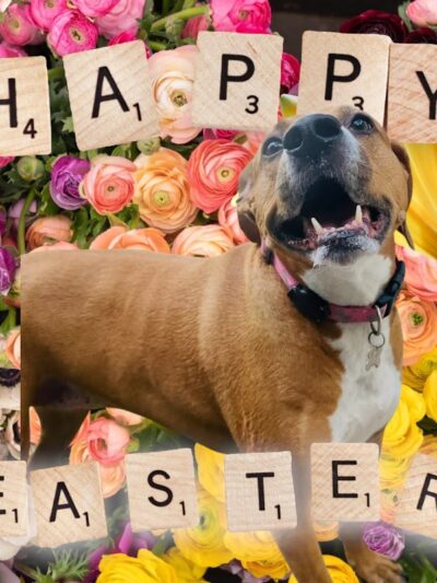 Dogwood Pet Resort - Hyndman, PA