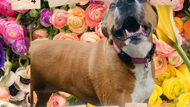 Dogwood Pet Resort - Hyndman, PA