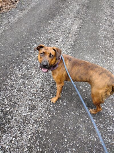 Dogwood Pet Resort - Hyndman, PA