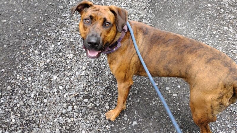 Dogwood Pet Resort - Hyndman, PA