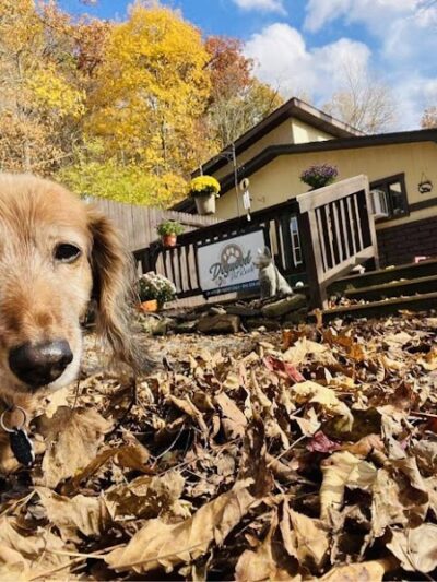 Dogwood Pet Resort - Hyndman, PA