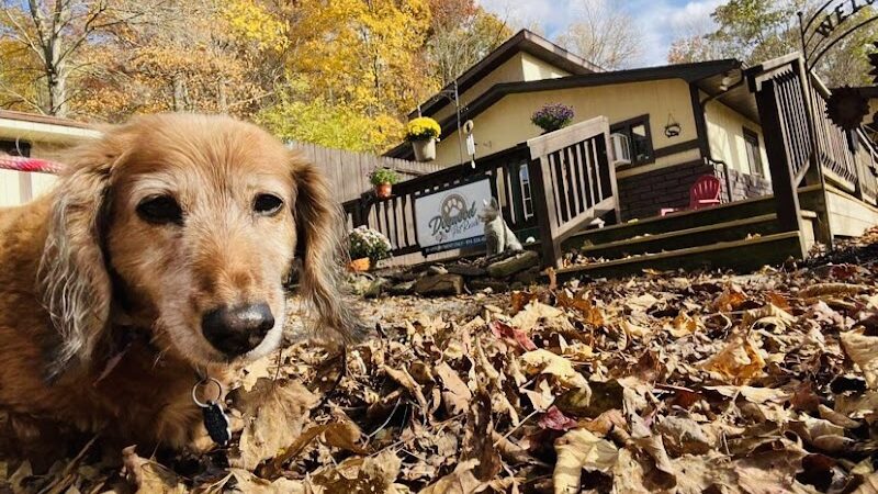 Dogwood Pet Resort - Hyndman, PA