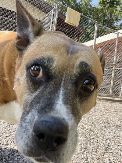 Dogwood Pet Resort - Hyndman, PA