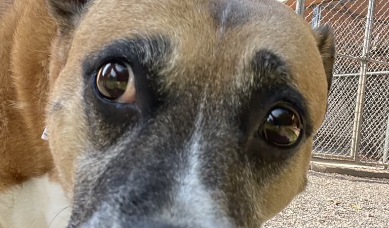 Dogwood Pet Resort - Hyndman, PA