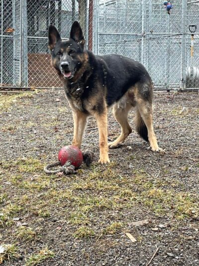 Dogwood Pet Resort - Hyndman, PA