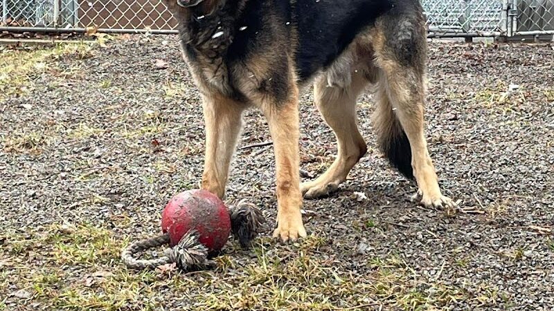 Dogwood Pet Resort - Hyndman, PA