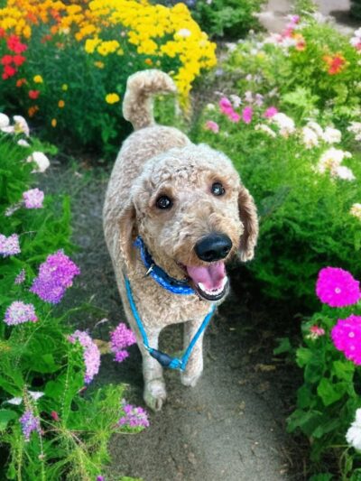 Dogwood Pet Resort - Hyndman, PA