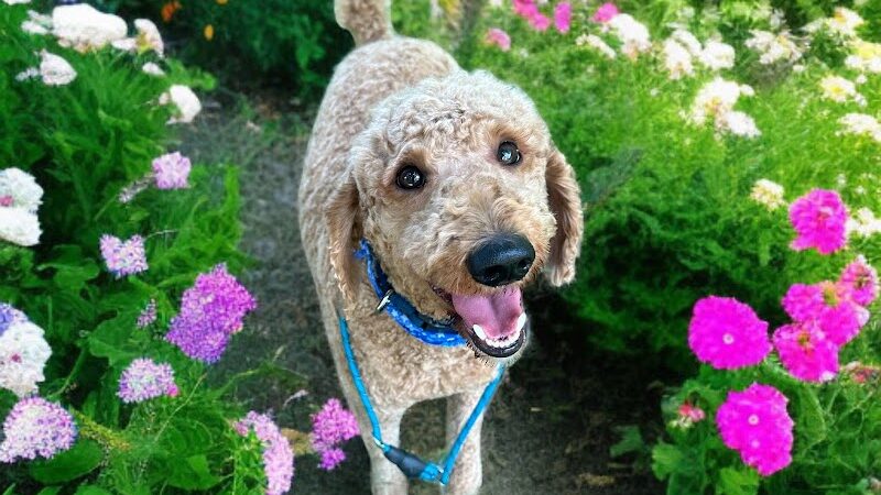 Dogwood Pet Resort - Hyndman, PA