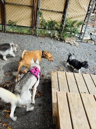 Dogwood Pet Resort - Hyndman, PA