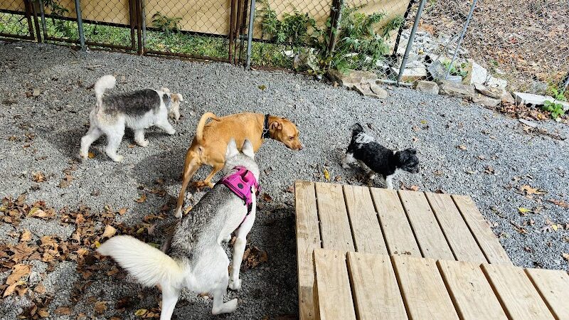 Dogwood Pet Resort - Hyndman, PA