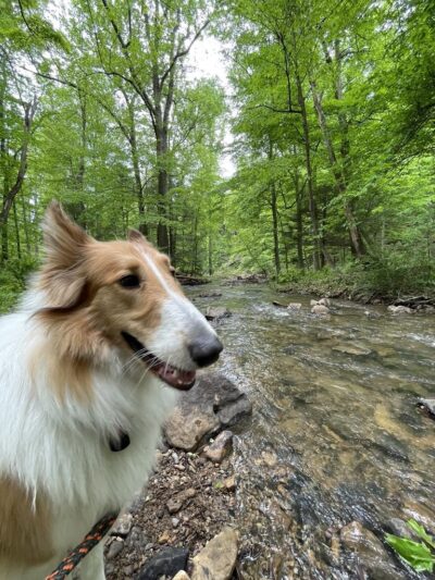 Dogwood Pet Resort - Hyndman, PA