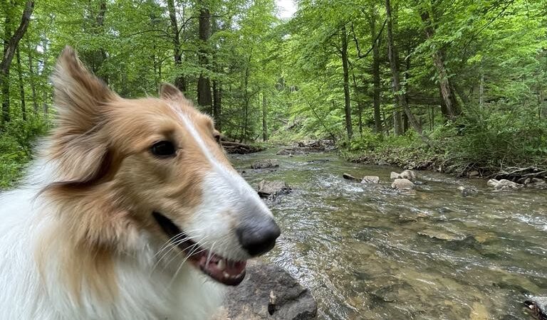 Dogwood Pet Resort - Hyndman, PA