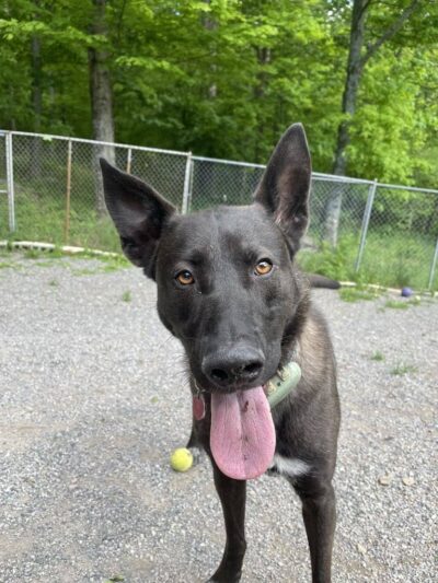 Dogwood Pet Resort - Hyndman, PA