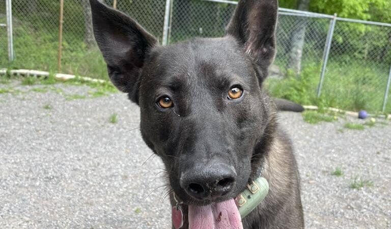 Dogwood Pet Resort - Hyndman, PA