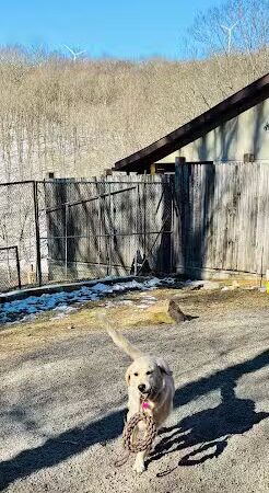 Dogwood Pet Resort - Hyndman, PA