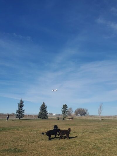 Dog Park