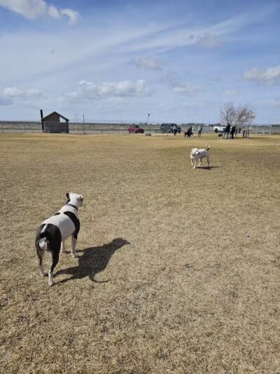 Dog Park