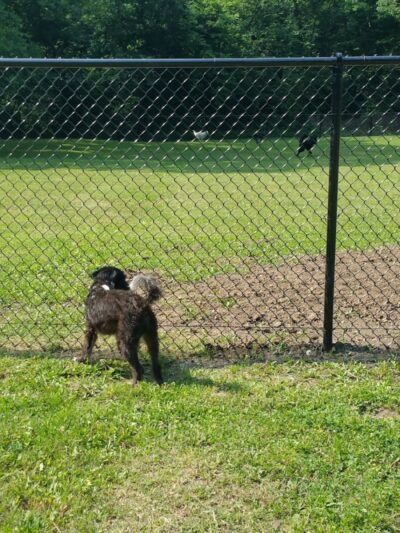 Independence Dog Park - Independence, KS
