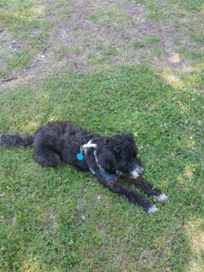 Independence Dog Park - Independence, KS