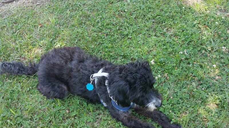 Independence Dog Park - Independence, KS