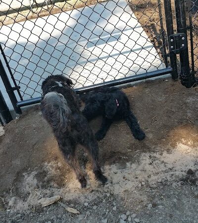 Independence Dog Park - Independence, KS