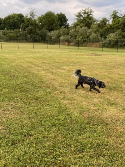 Mutts of Merit in Motion - Sniffspot - Indiana, PA