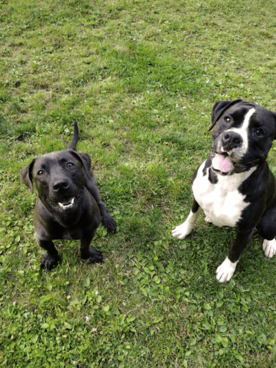 Mutts of Merit in Motion - Sniffspot - Indiana, PA