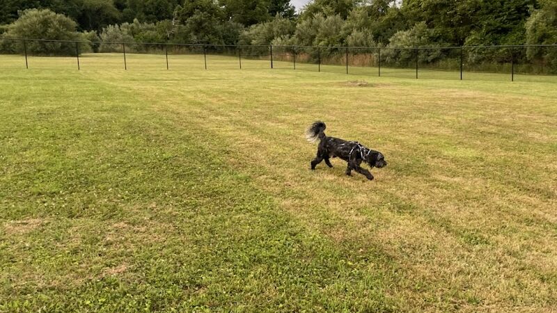 Mutts of Merit in Motion - Sniffspot - Indiana, PA