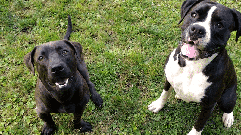 Mutts of Merit in Motion - Sniffspot - Indiana, PA