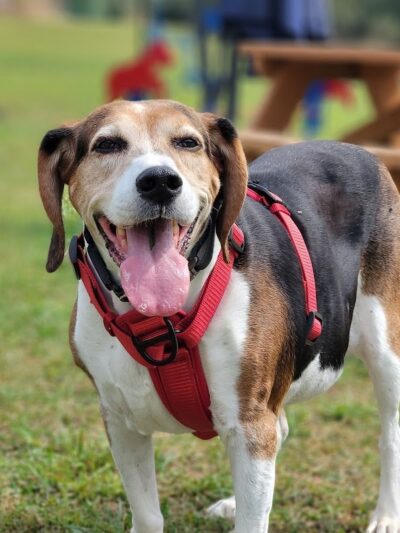 Mutts of Merit in Motion - Sniffspot - Indiana, PA