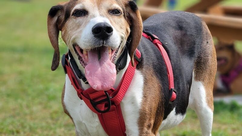 Mutts of Merit in Motion - Sniffspot - Indiana, PA