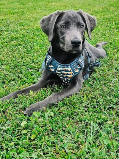 Mutts of Merit in Motion - Sniffspot - Indiana, PA