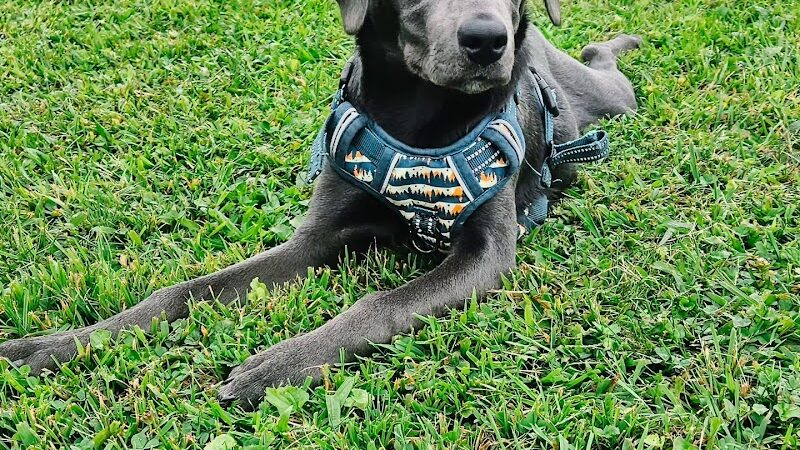 Mutts of Merit in Motion - Sniffspot - Indiana, PA