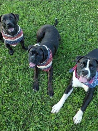 Mutts of Merit in Motion - Sniffspot - Indiana, PA