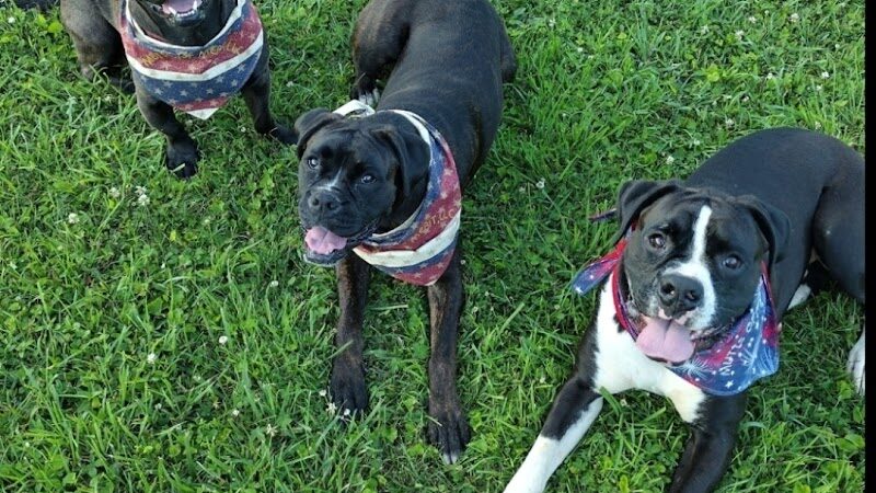 Mutts of Merit in Motion - Sniffspot - Indiana, PA