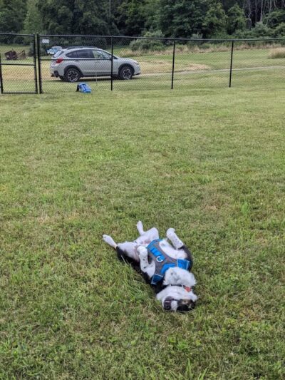 Mutts of Merit in Motion - Sniffspot - Indiana, PA