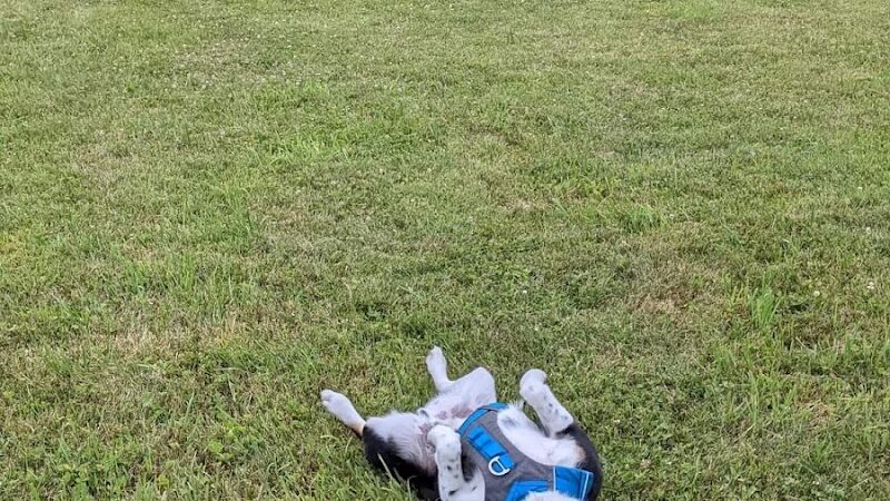 Mutts of Merit in Motion - Sniffspot - Indiana, PA