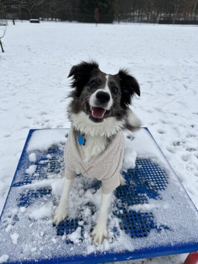 Mutts of Merit in Motion - Sniffspot - Indiana, PA