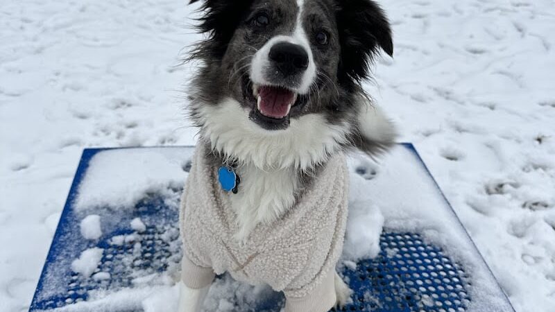 Mutts of Merit in Motion - Sniffspot - Indiana, PA