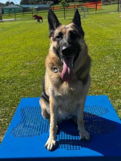 Mutts of Merit in Motion - Sniffspot - Indiana, PA