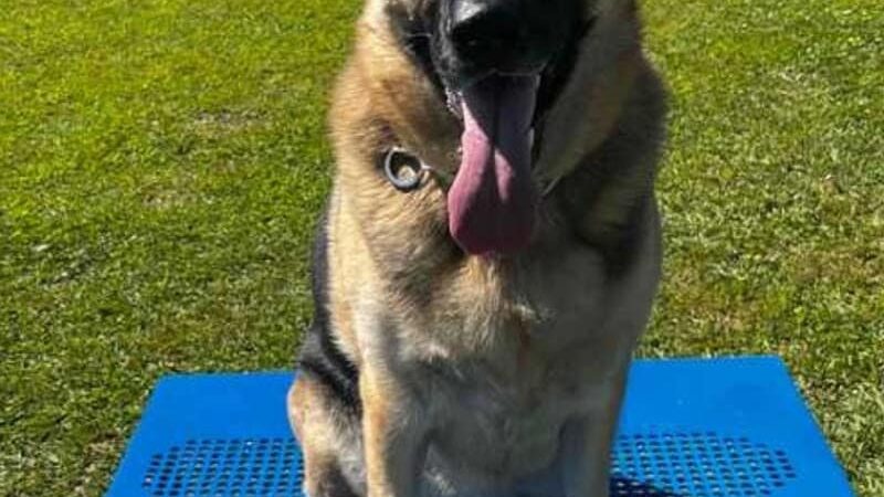 Mutts of Merit in Motion - Sniffspot - Indiana, PA